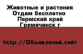 Животные и растения Отдам бесплатно. Пермский край,Гремячинск г.